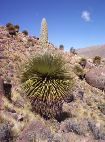 Puya-Raimondy-Bolivien