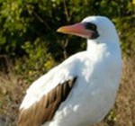 Galapagos Inseln erleben