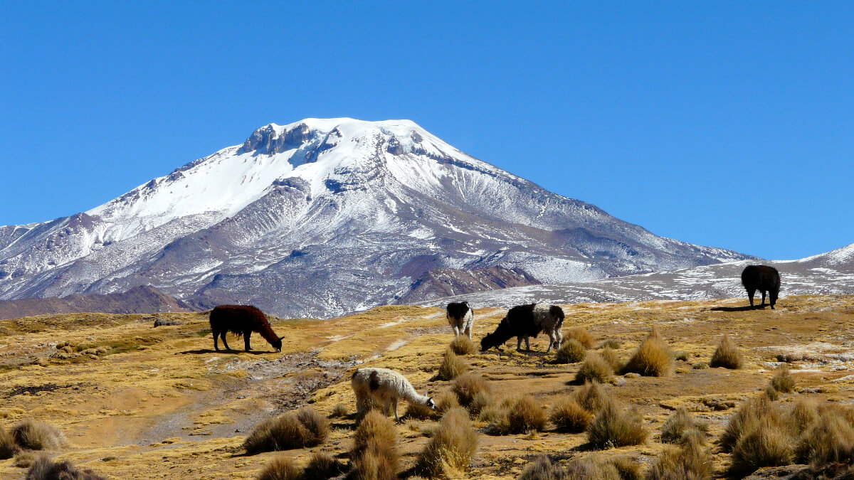 Llamas am Pomerape in Bolivien
