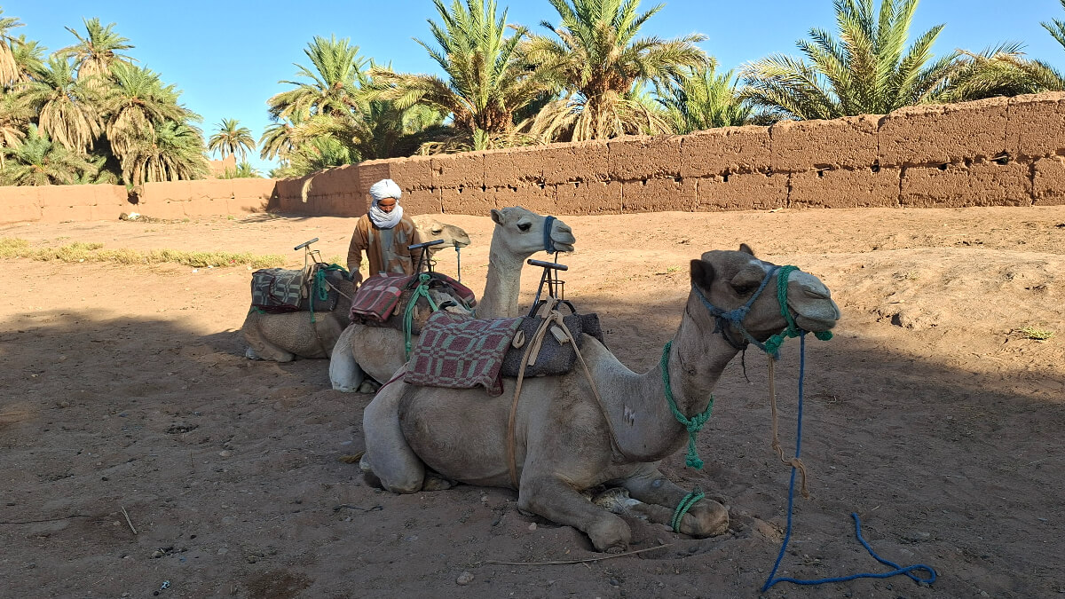 Marokko Kameltrekking Sahara Marokko Kameltrekking Sahara