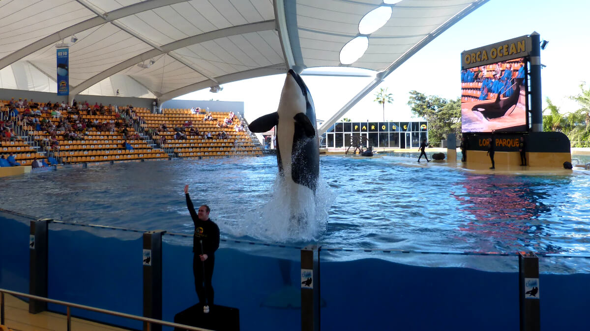 Orca Wal auf Teneriffa