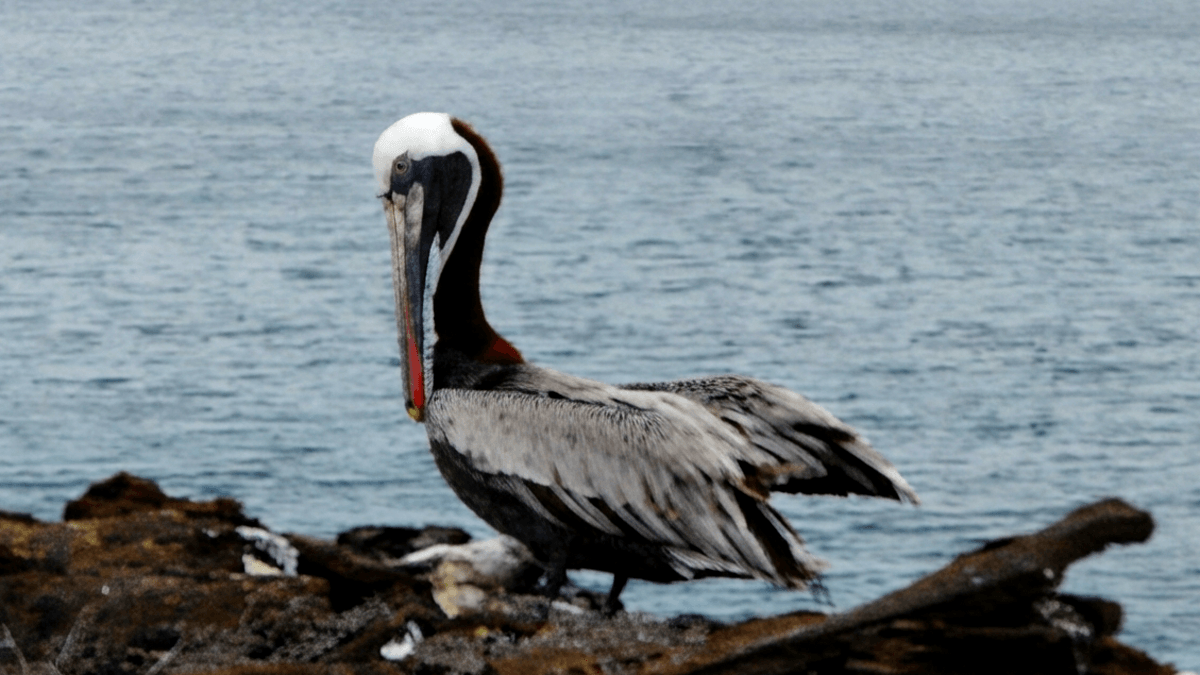 Tierwelt der Galápagos-Inseln – Die 10 faszinierendsten Arten des Archipels