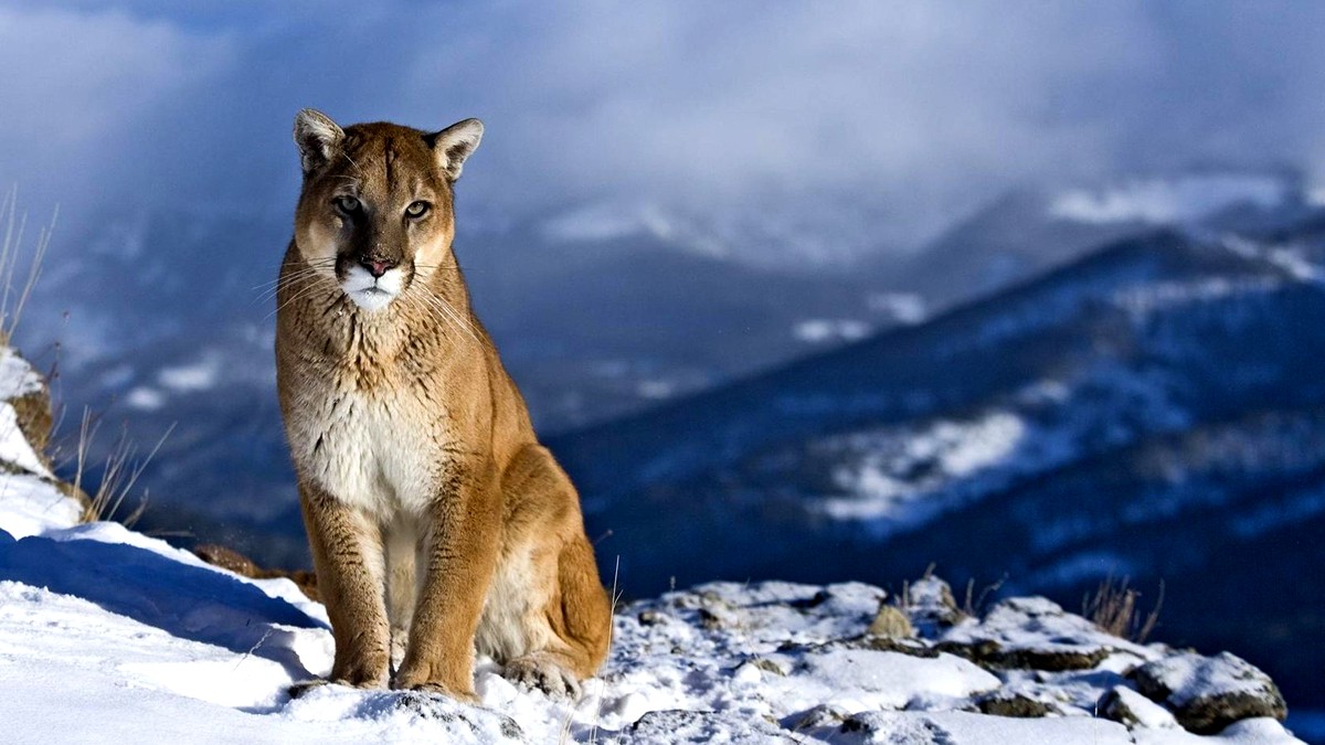 Der Puma in den Anden - König der südamerikanischen Wildnis in Gefahr