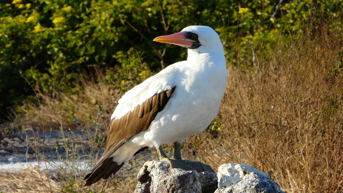 Islas Ballestas - Das „Galápagos für Arme“ an der peruanischen Küste