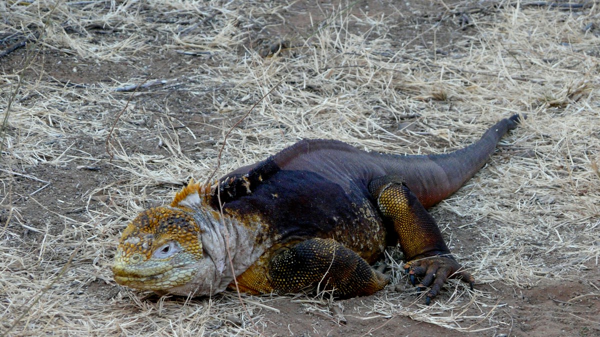 Tierwelt der Galápagos-Inseln – Die 10 faszinierendsten Arten des Archipels