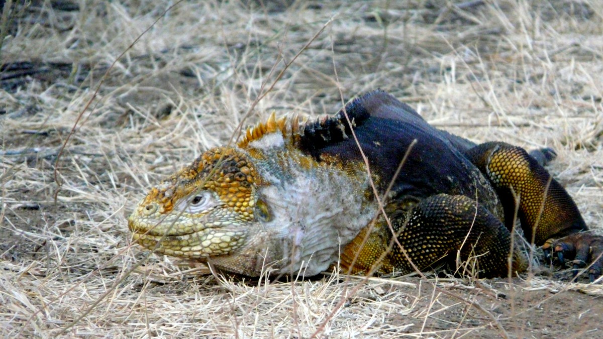 Wandern auf der Insel Isabela (Galapagos)