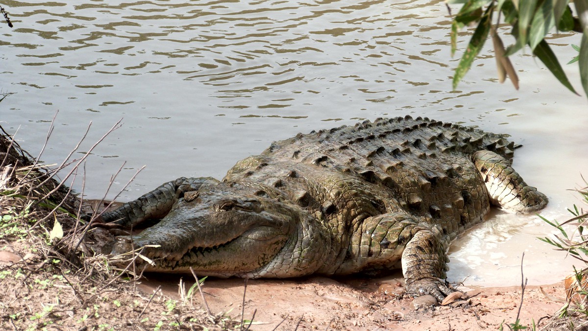 Peru: Tierbeobachtungen im Manu Nationalpark