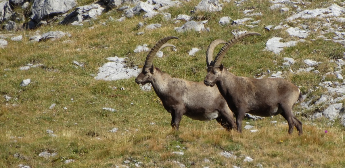 Graubünden • Steinböcke an der Leidflue (2560m) in den Plessuralpen