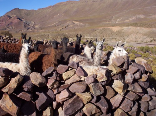 Llamas-bei-Tica-Tica