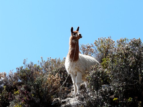 Llama-Bolivien