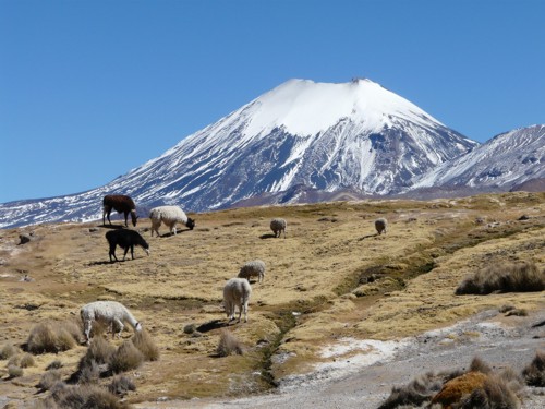 Llamas-mit-Parinacota