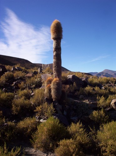 Bromelie-Altiplano-Bolivien