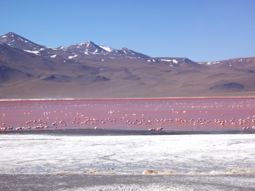 Flamingos-Laguna-Colorada