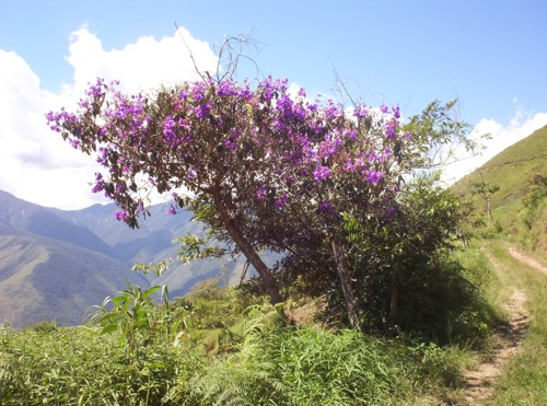 Blumen-bei-Coroico