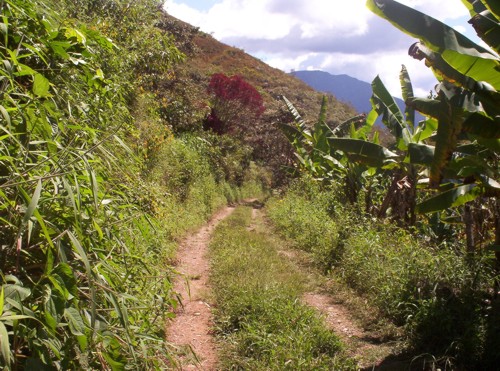 Pflanzen-in-den-Yungas