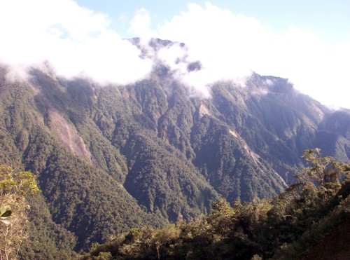 Yungas