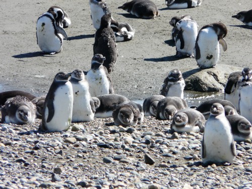 Pinguine-Semi-Ottway