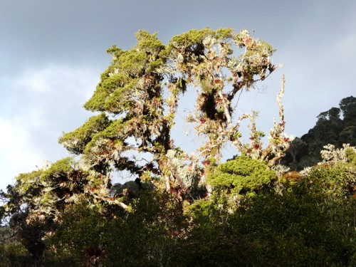 Guandera-Baum-Ecuador