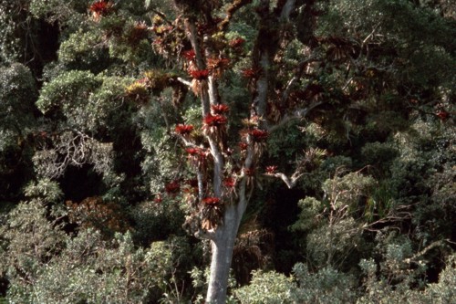 Paramopflanzen-Ecuador