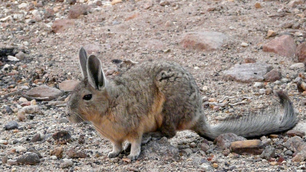 Viscacha