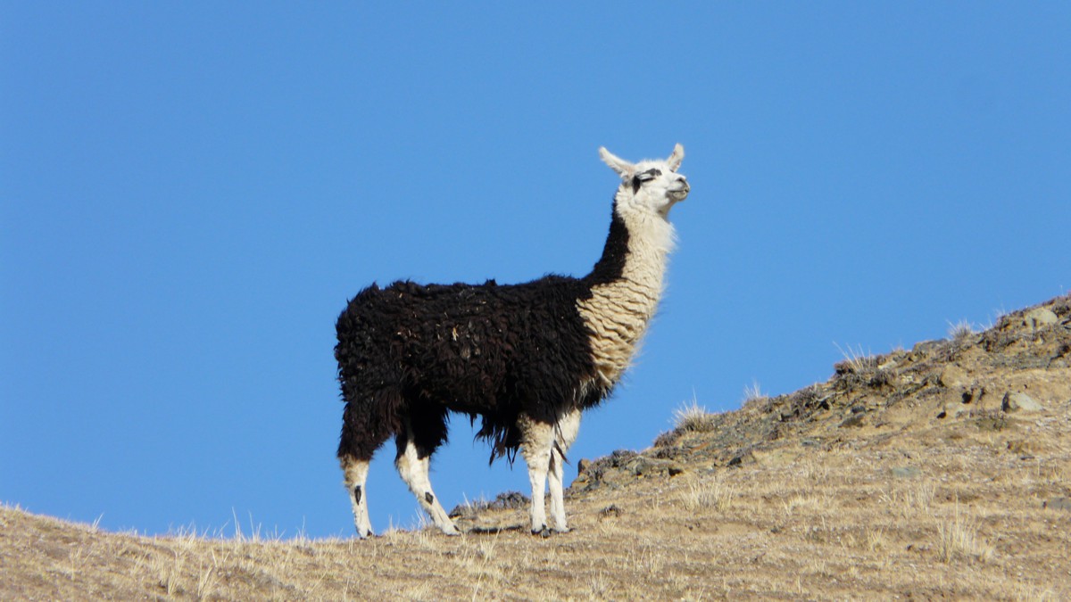 Llama Cord. Real