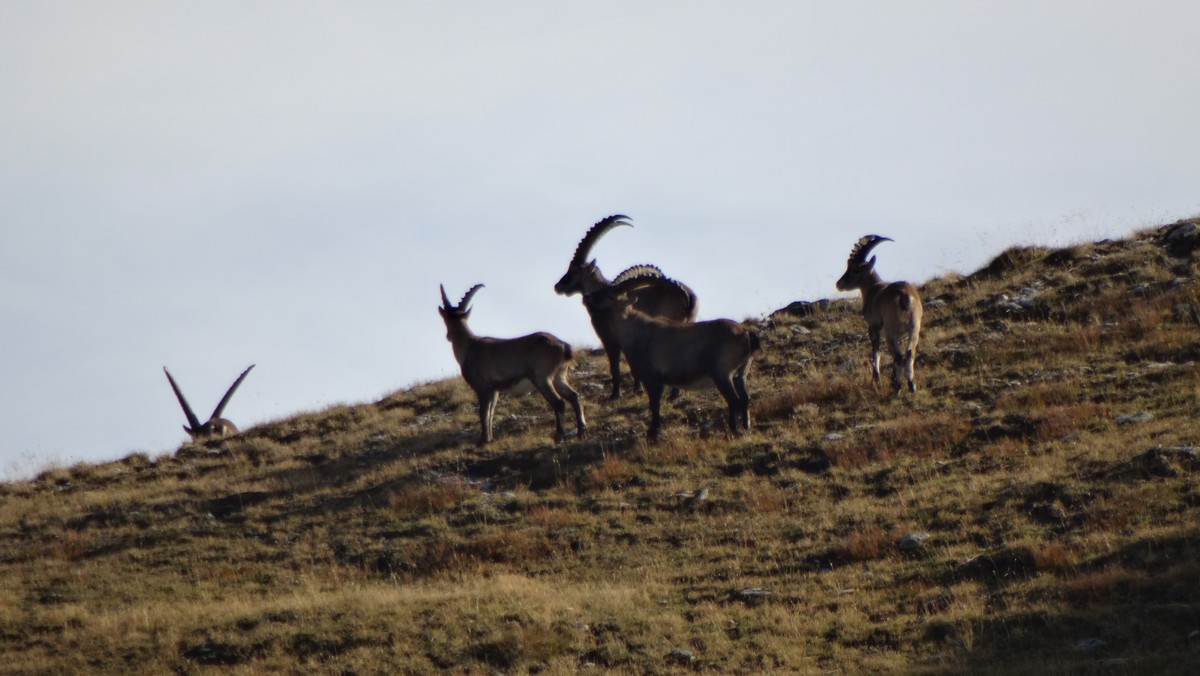 Alpensteinbock 2