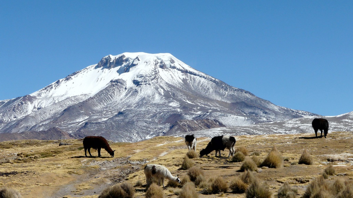 Llamas am Pomerape in Bolivien