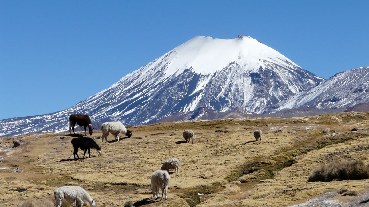 Llamas mit Parinacota