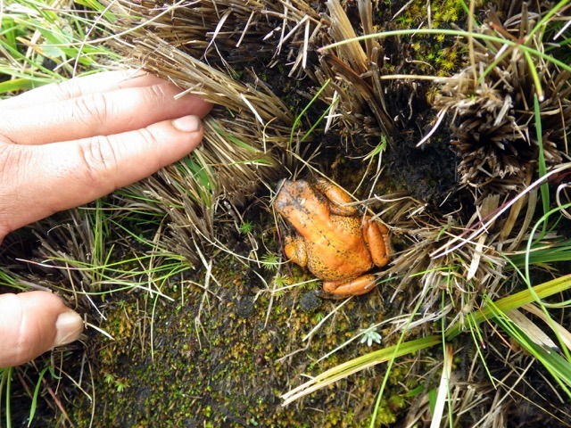 Frosch im Bergurwald