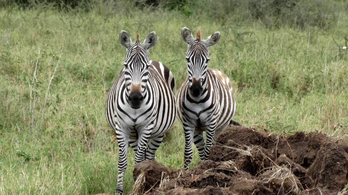 Zebras Serengeti